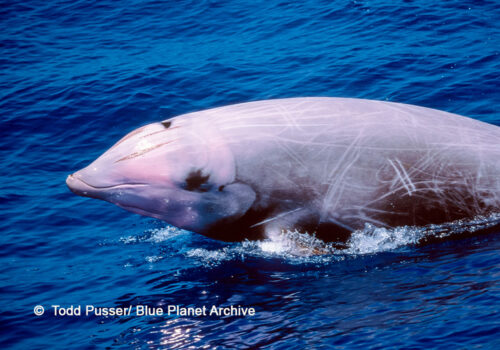 Cuviers-beaked-whale-500x350.jpg