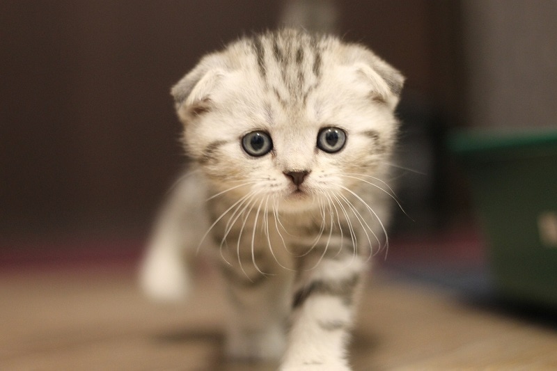 Scottish-Fold-Kitten.jpg
