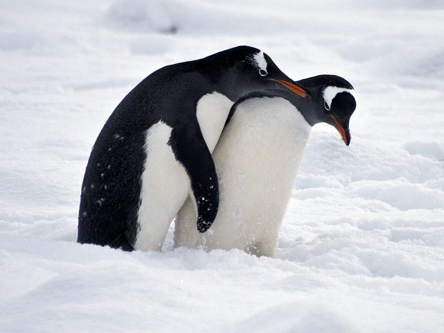 Antarctica-640x480.jpg