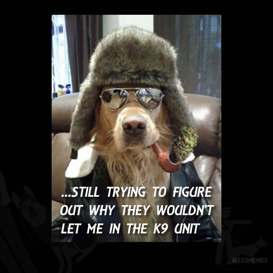 k9-fail.jpg