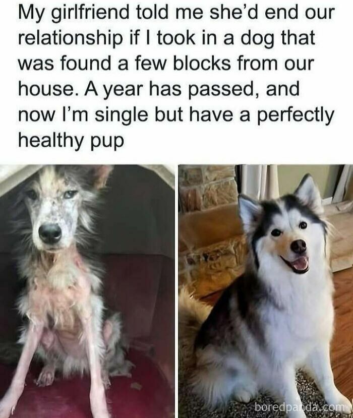 6788e6727f2b5_animal-antics-memes.jpg