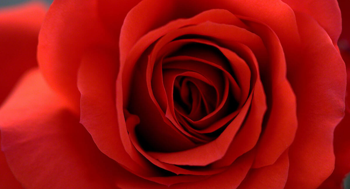 www.rosicrucian.org