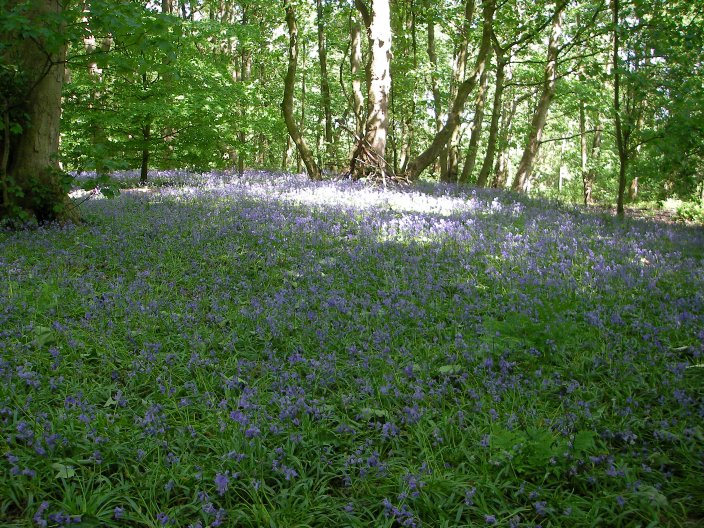 Bluebells_zpsssxmizq8.jpg