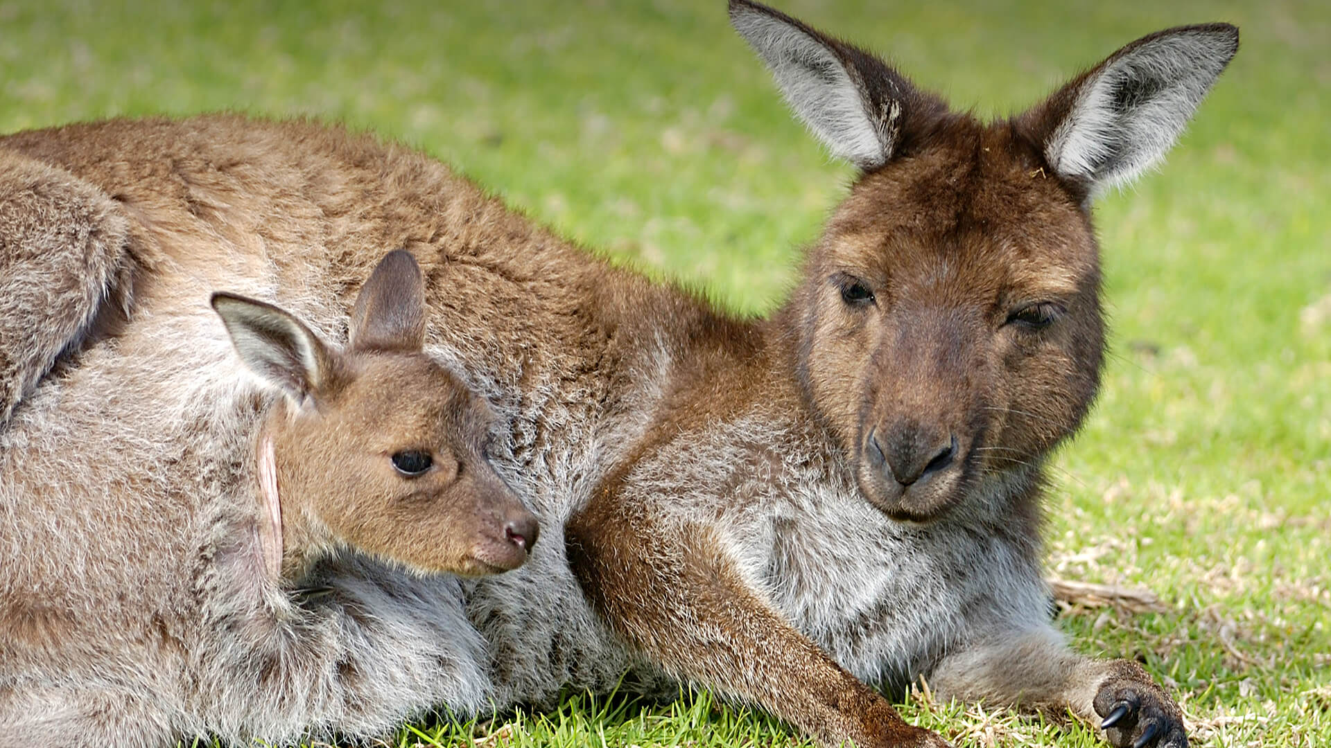 animals_hero_marsupial_0.jpg