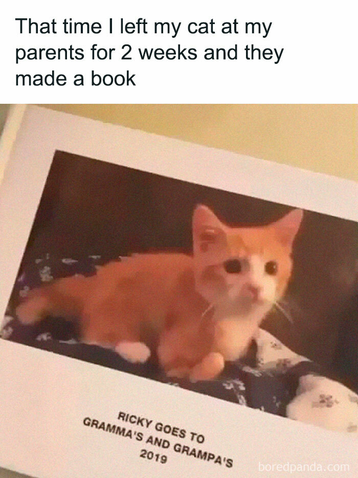 pawsitive-cat-memes-1.jpeg