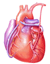 heart.gif
