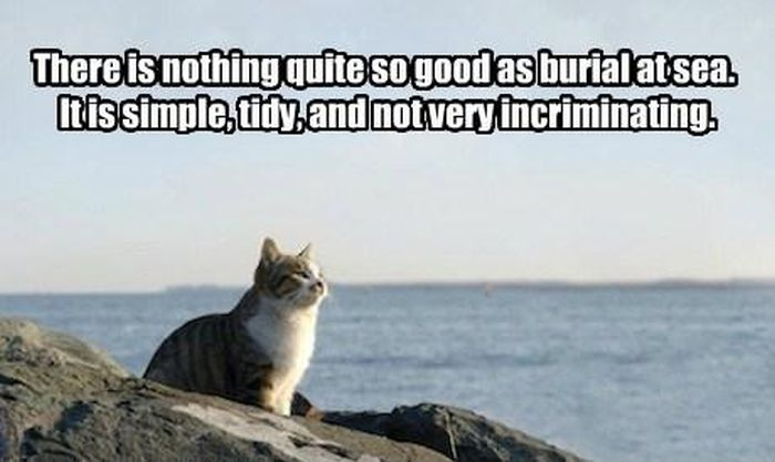 010-FUNNY-CAT-MEME.jpg