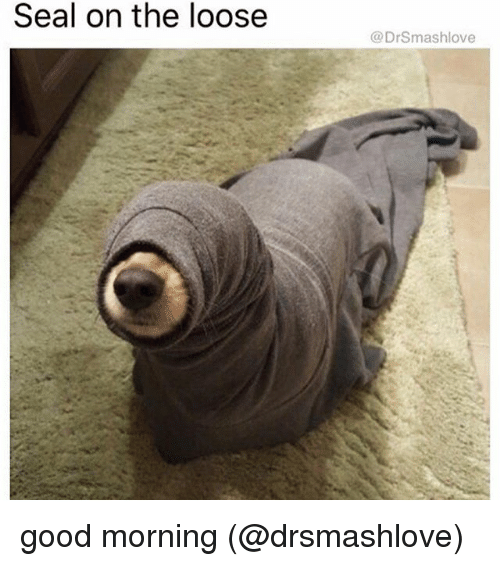 seal-on-the-loose-drsmashlove-good-morning-drsmashlove-23629022.png