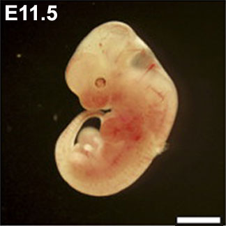 Mouse-_embryo_E11.5.jpg