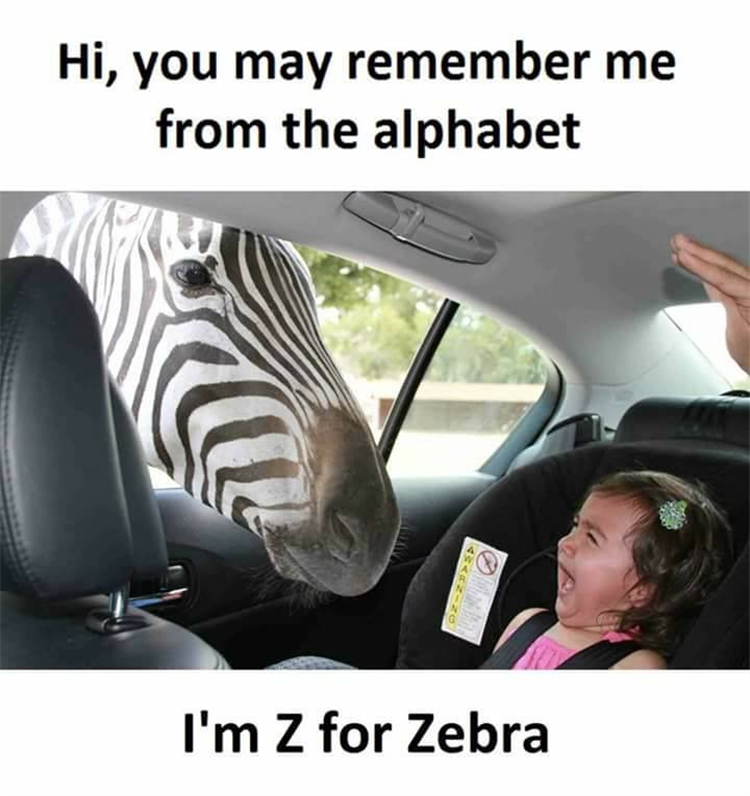funny-animals-1-1.png