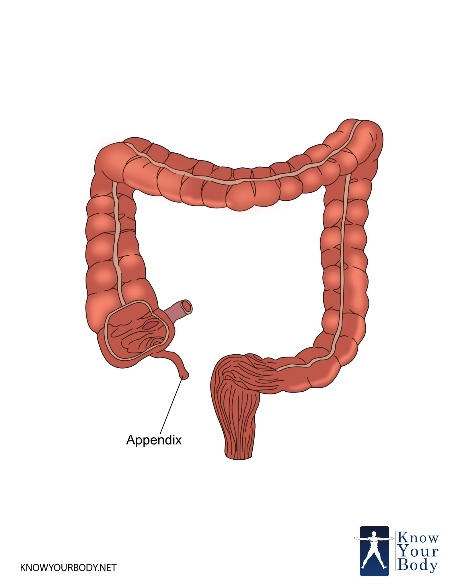 Appendix.jpg