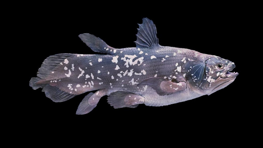 header-fish_md.jpg