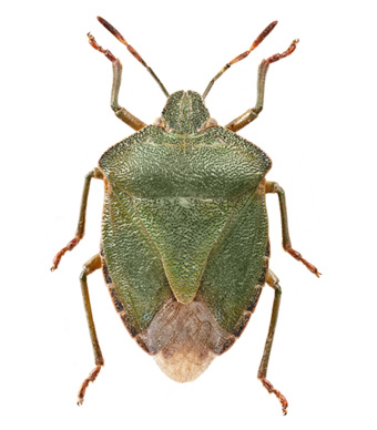 Green-Shield-Bug-340.jpg