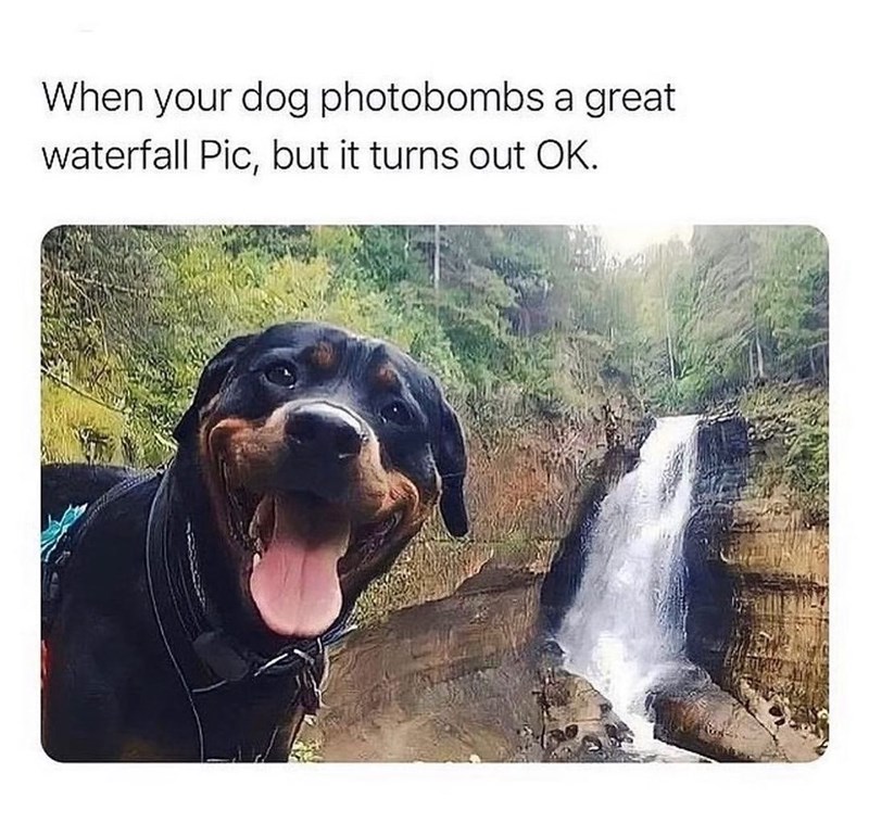 dog-photobombs-great-waterfall-pic-but-turns-out-ok