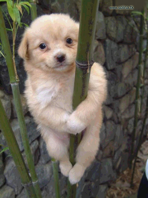 6834_puppy%20and%20bamboo.jpg