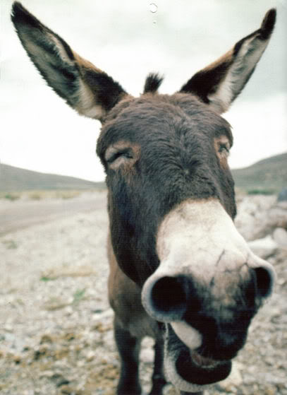 Donkey.jpg