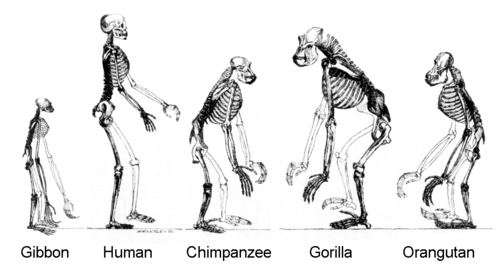 500px-Ape_skeletons.png