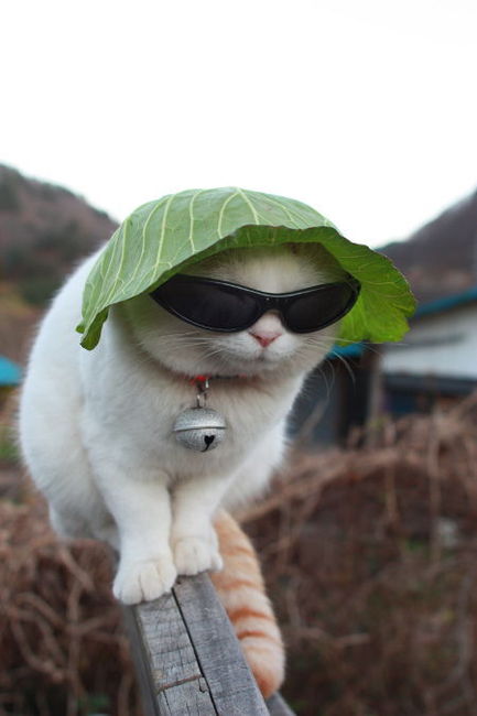 Funny-Cats-cats-29074482-433-650.jpg