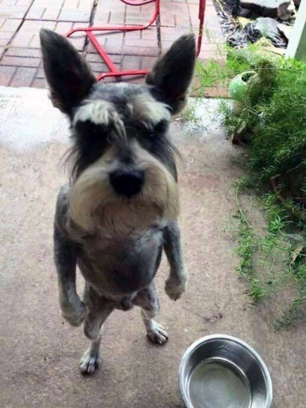 amusing-animals-pets-3.jpg