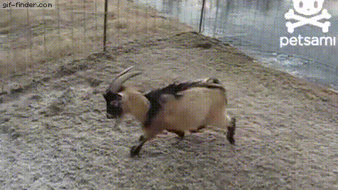 a11bf993930fc283cd881da88bafa98b.gif