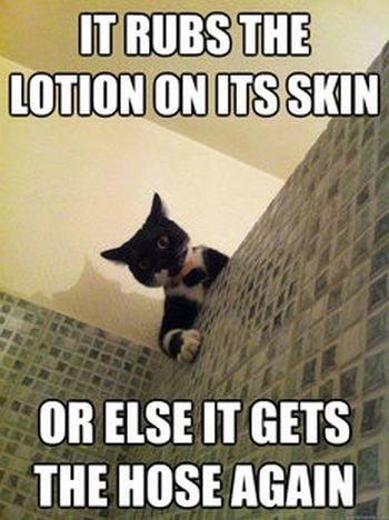 005-FUNNY-CAT-MEME.jpg