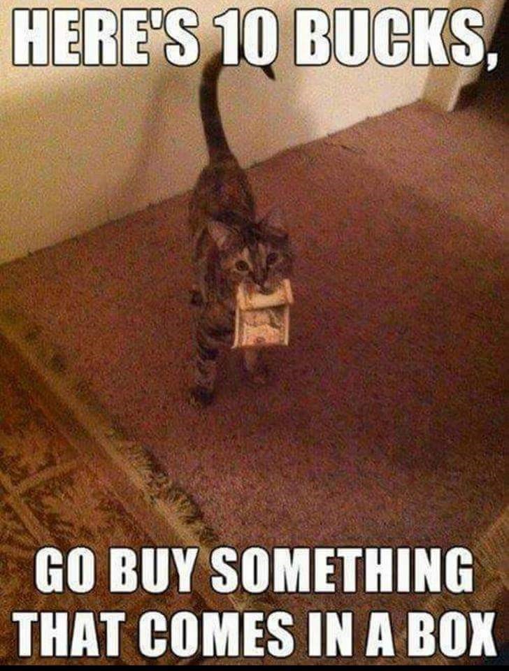 cat-heres-10-bucks-go-buy-something-comes-box