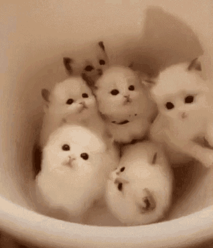 kittens-bucket.gif