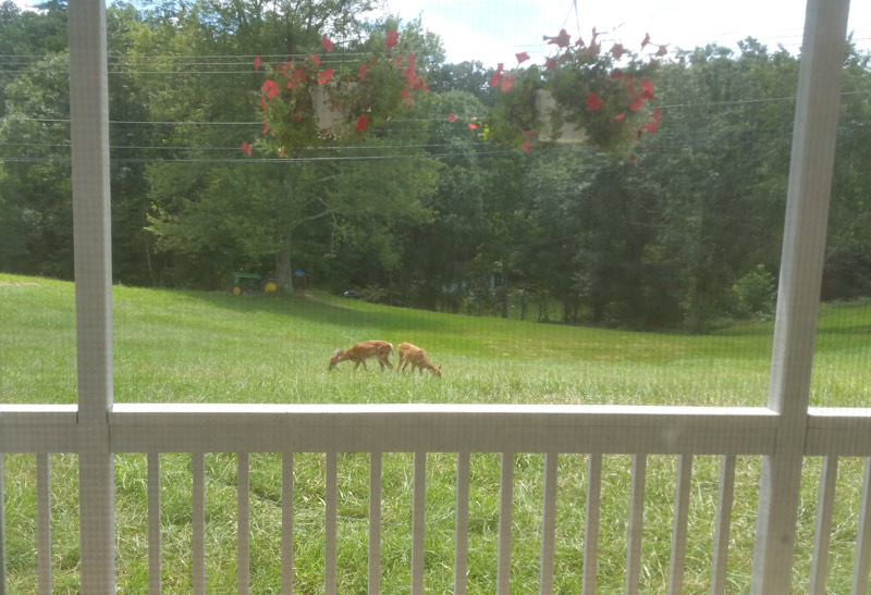 Fawns_zpsw8abt3gx.jpg