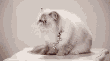tenor.gif