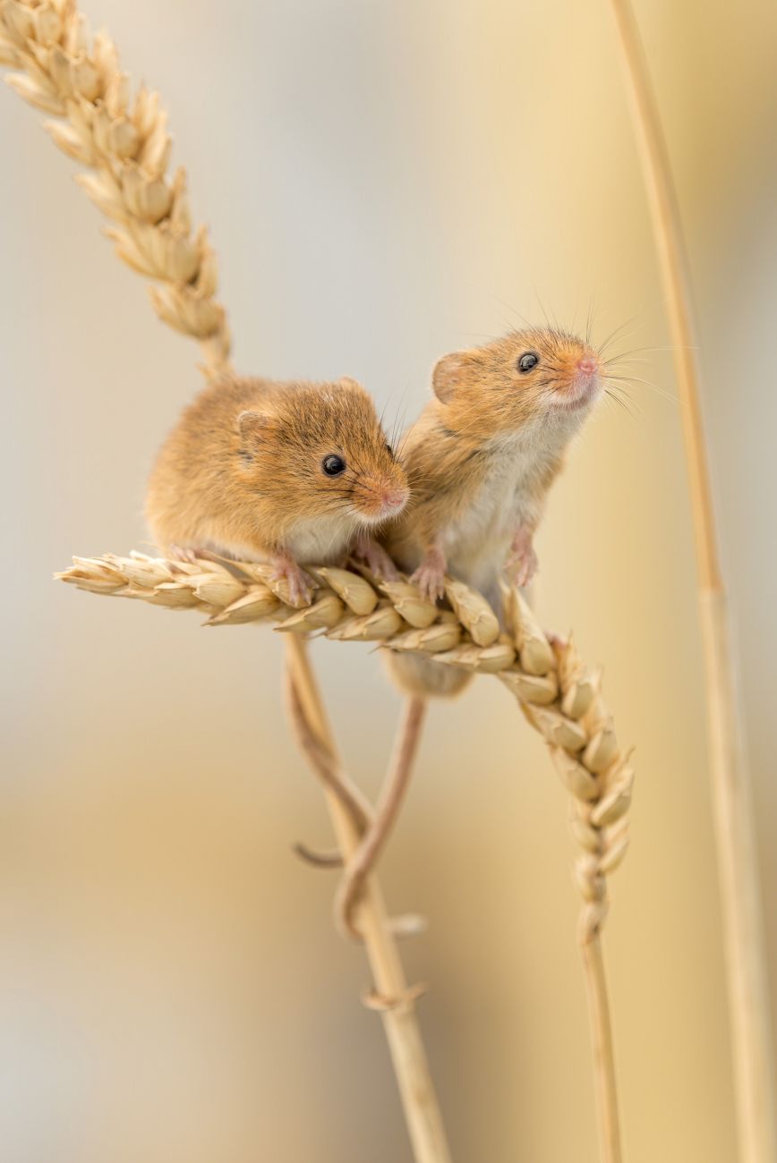 harvest_mouse-6539__large.jpg