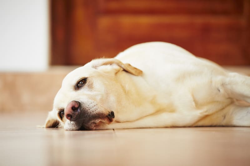 stop-dog-from-being-bored.jpg