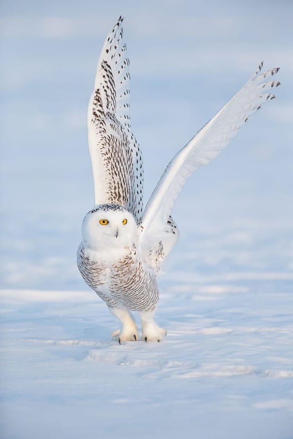 40-Snowy-Owl-Pictures-for-the-House-of-Gandalf-21.jpg