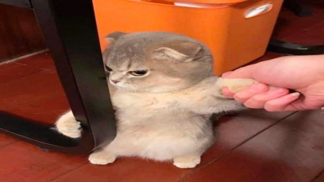 maxresdefault.jpg