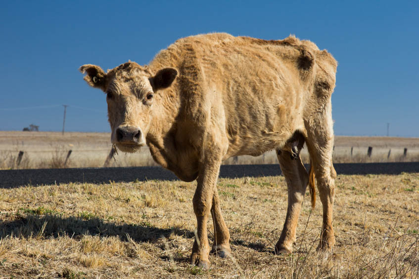 skinny-cattle-data.jpg