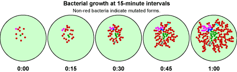bacterialgrowth.gif