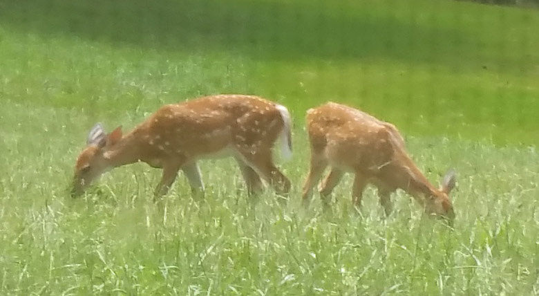 fawns2_zps7ggn6ehb.jpg