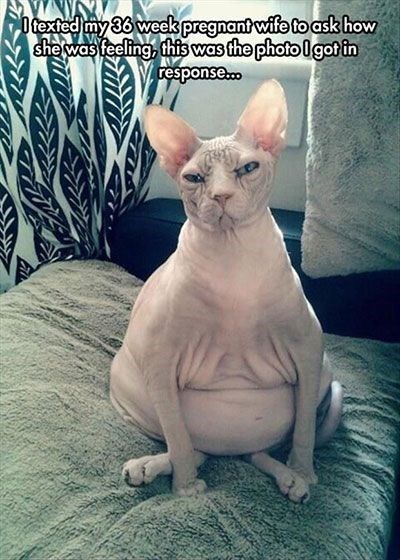 pregnant-wife