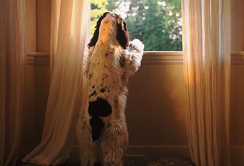 waiting-dog.jpg