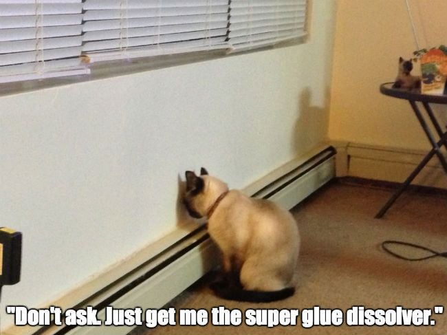 012-FUNNY-CAT-MEME.jpg