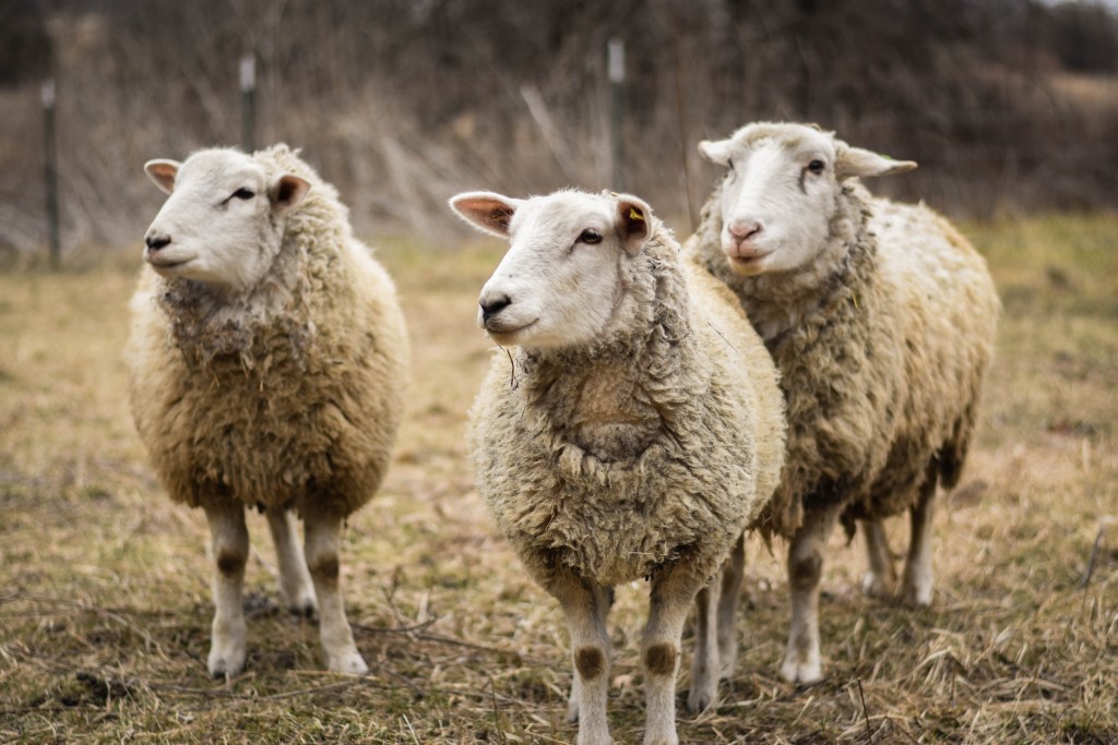 SHEEP-2-1024x683.jpg