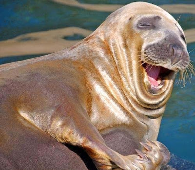 smiling+sea+lion.jpg