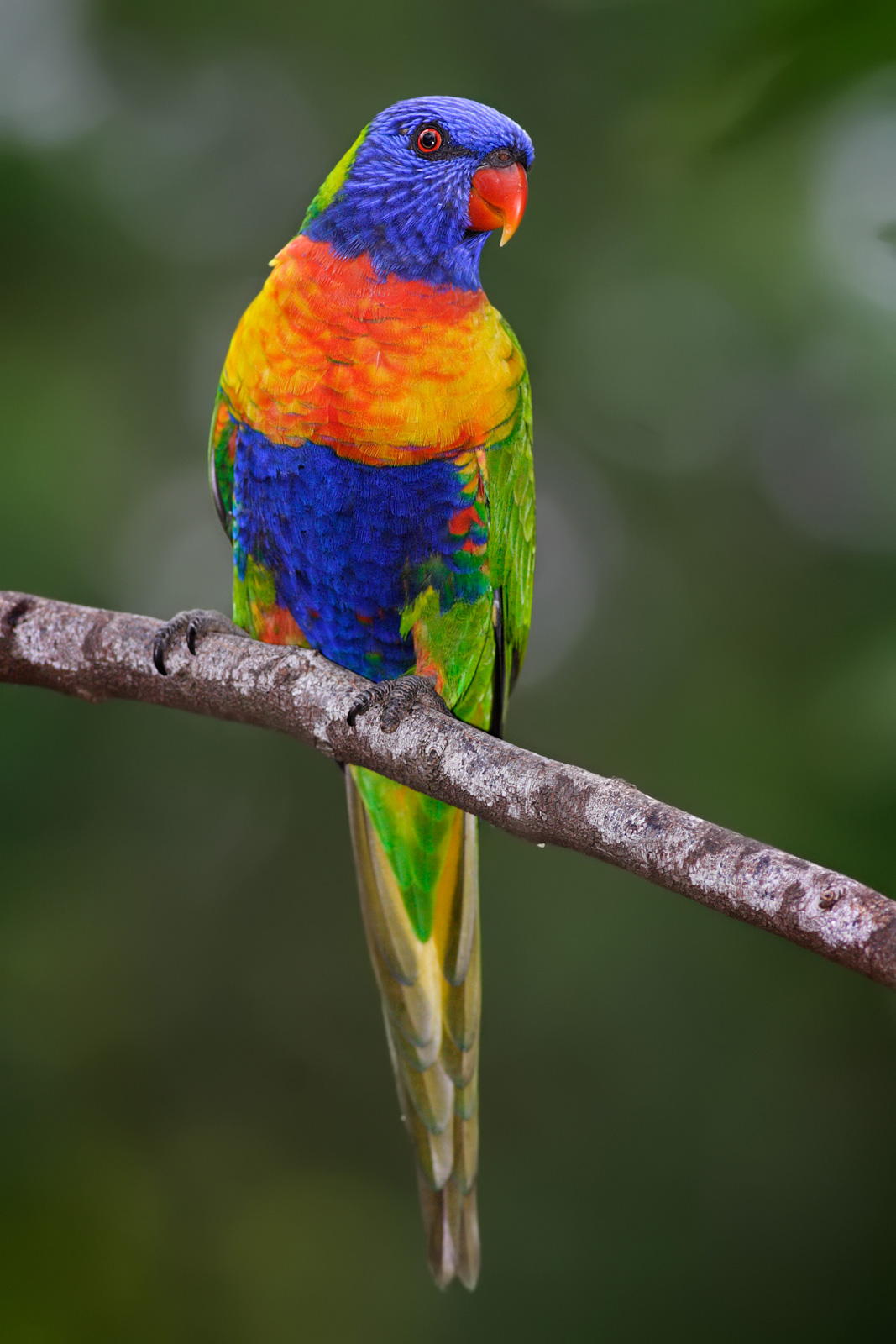 Rainbow_lorikeet.jpg