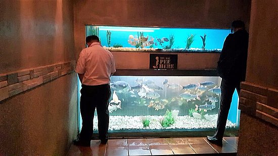 urinal-with-glass-aquarium.jpg