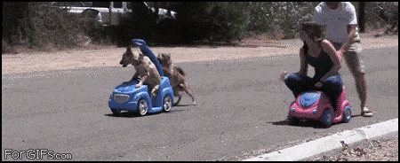 19.-Dog-and-Kid-Racing.gif
