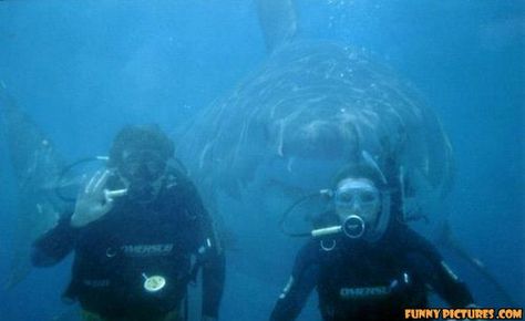 922ef005384ee40b9d1980f4d104c525--funny-things-funny-stuff.jpg