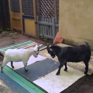 Goats-Butt-Heads.gif