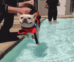 AcidicSecondIvorybackedwoodswallow-max-1mb.gif