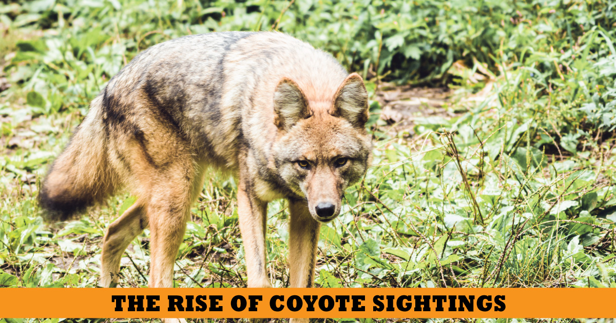 coyotesightings-1.jpg