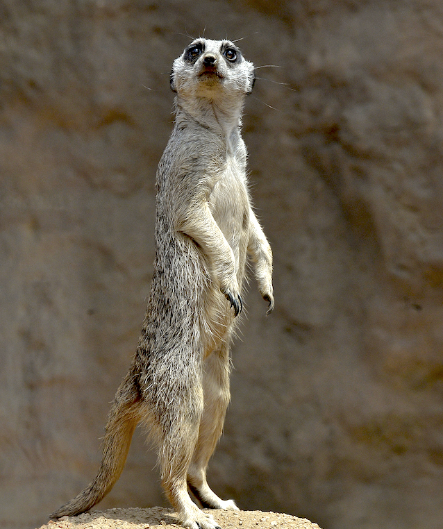Meerkat-sentry2-Dan-Boyd.jpg