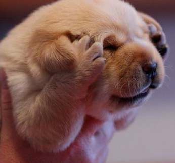 funny-animals-34.jpg